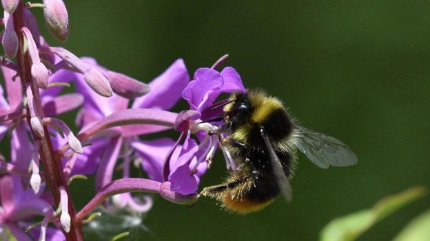 à¤ªà¥à¤°à¤à¥à¤¤à¤¿