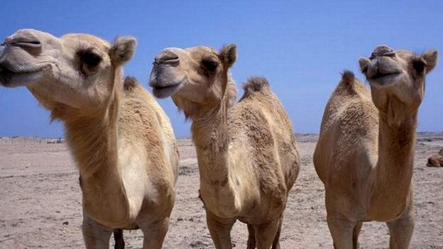 Camels (Mark Payne-Gill/NPL)