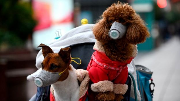 Dogs wearing masks are seen in a stroller in Shanghai