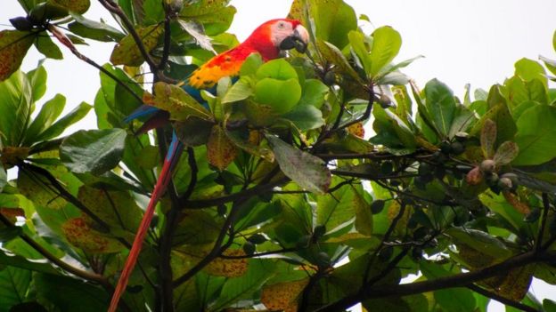 Guacamaya en un árbol