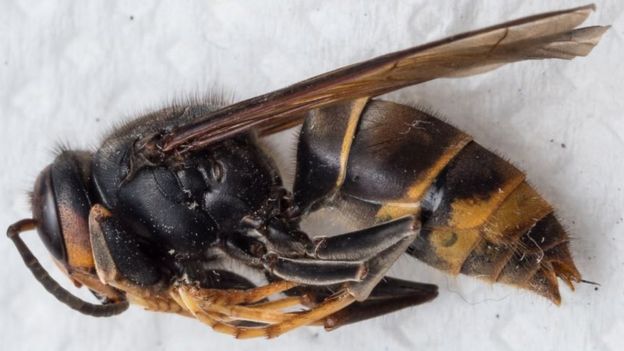 First Killer Hornet Found In Sark Bbc News