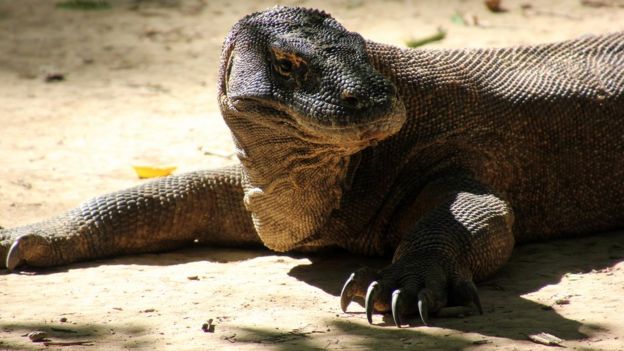 Cantik Poster  Hewan  Langka  Komodo  Koleksi Poster 