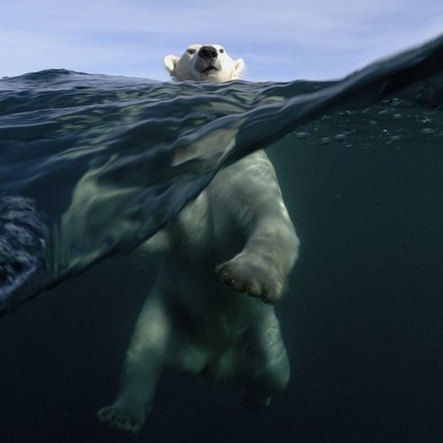 Oso polar en el Ártico