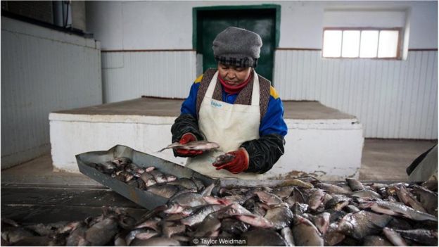 Operária em fábrica de processamento de peixes em Aralsk
