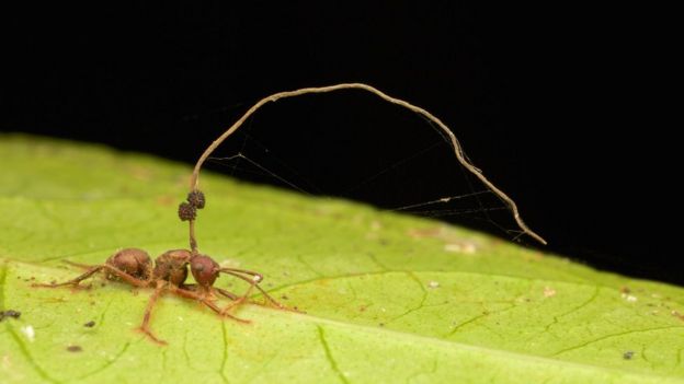 Una hormiga carpintera infectada con Ophiocordyceps unilateralis fungi.