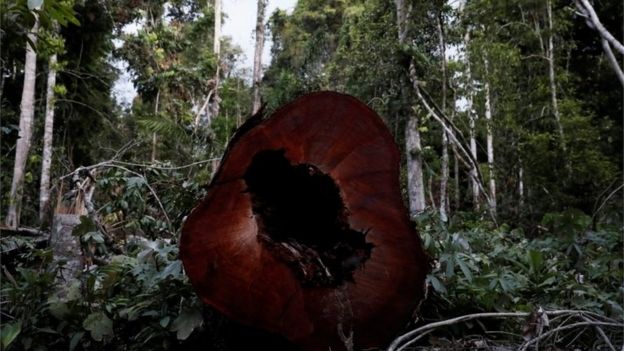 illegally felled amazon tree, Para state