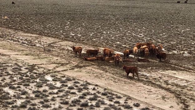 A group of cattle huddle together on Rachel Anderson's farm in Julia Creek