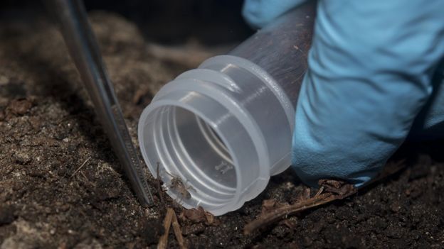 tiny spiderling being coaxed into a container