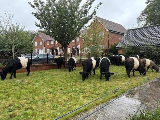 The rescued cows in a garden in Framlingham