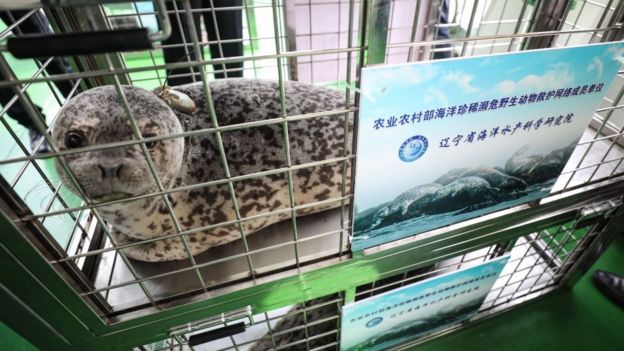 A spotted seal to be released back into the wild is seen in a cage on April 11, 2019 in Dalian