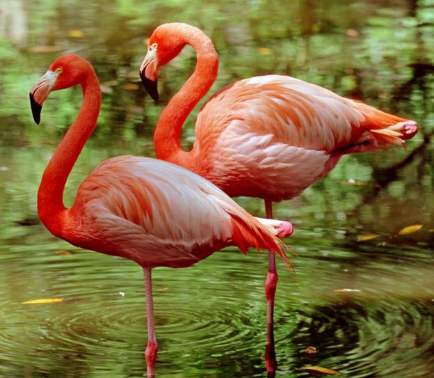 Flamingo balancing act saves energy - BBC News