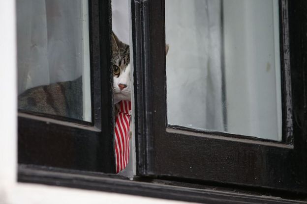 Кот Джеймс