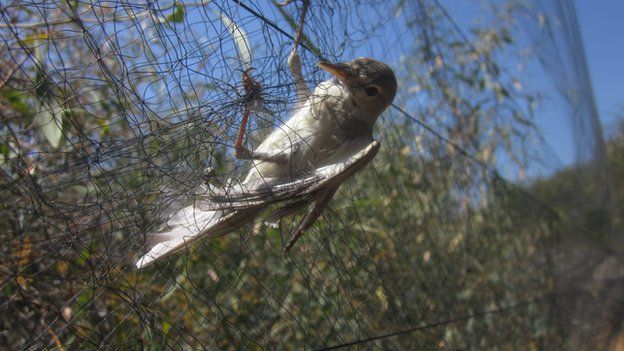 Bird in net