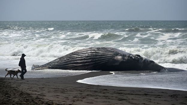 Baleia na areia