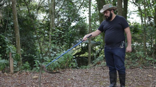 Manejo da serpente com ganho e medição no tubo de contenção