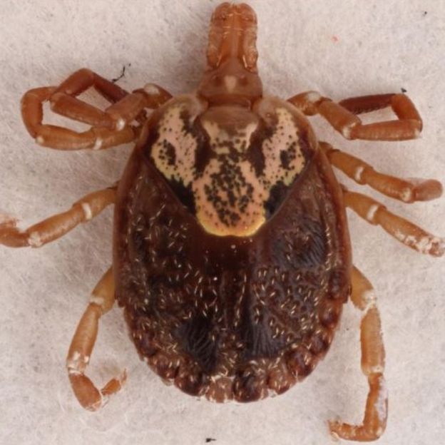 F&acirc;mea do carrapto estrela (Amblyomma cajennense)