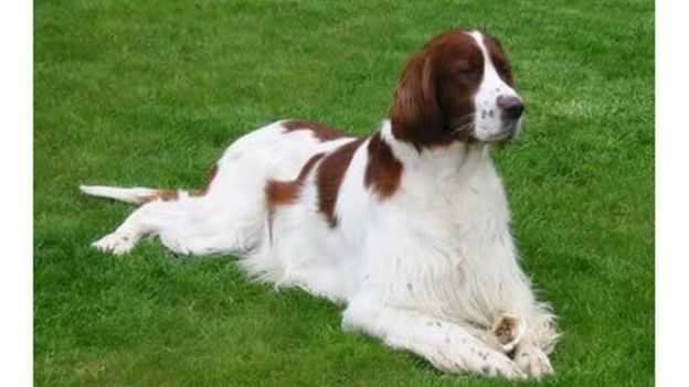 irish red and white setter irish red and white setter
