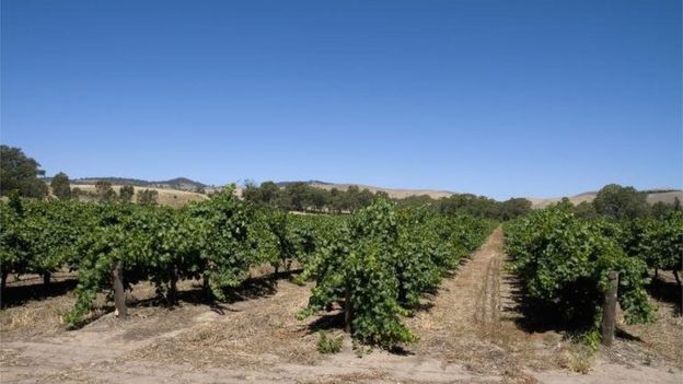 Una vista de la región de Barossa, Australia.