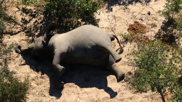 Un elefante muerto de costado.