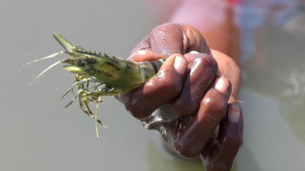 ஆபத்தை அறியாமல் கைகளால் இறால் பிடிக்கும் கடற்கரை பெண்களின் அவலம்