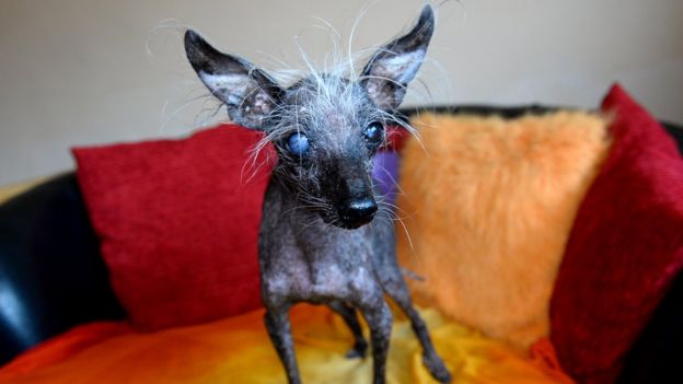 Britain's 'ugliest dog' Chase dies in Wales - BBC News