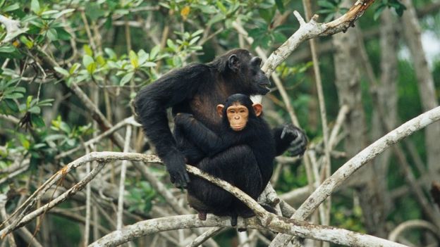 The love of a mother chimpanzee for her baby can be very strong