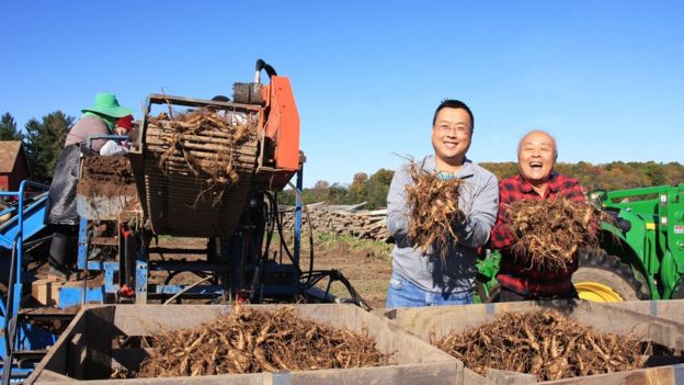 Ginseng famers Will and Paul Hsu