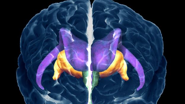 Ilustración de las estructuras del cerebro humano