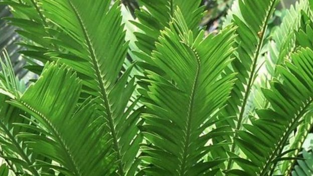 گیاهان از طریق ترکیباتی که از ریشه آنها و یا رایحه‌ای که از برگ‌هایشان متصاعد می‌شود می‌توانند ارتباط برقرار کنند