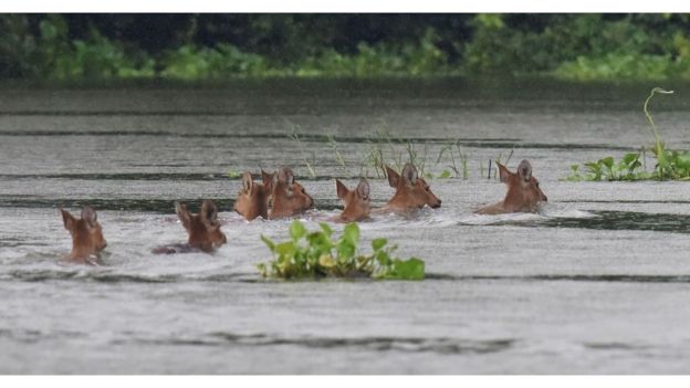 காஸிரங்கா தேசிய பூங்காவில் வெள்ளம்