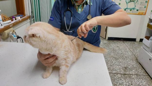 The cat receiving a health check