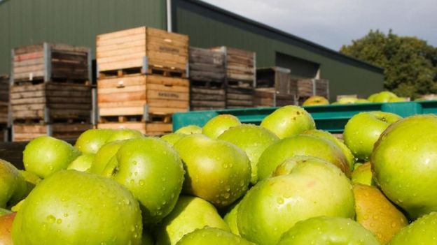 صناديق تفاح