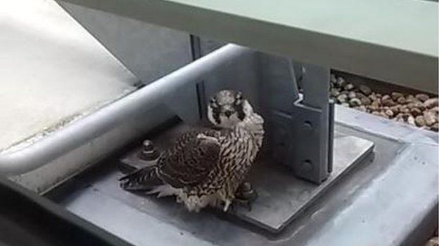 Moment Falcon Catches Pigeon Captured In Leamington Spa