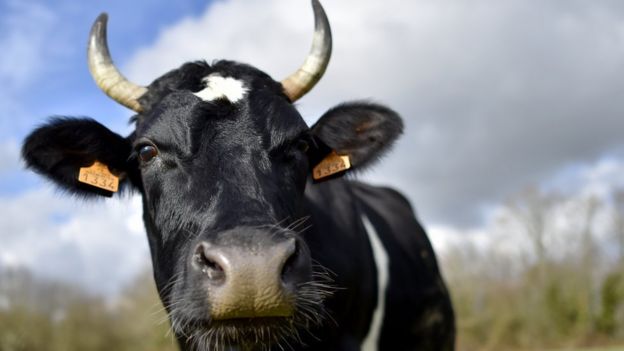 Vaca.