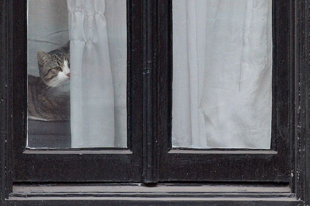 Кот Джеймс