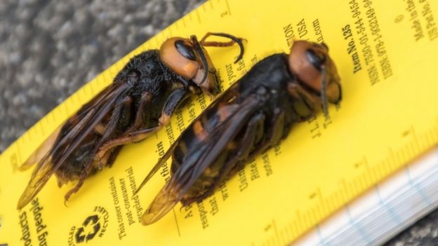 Two Asian giant hornets caught by the Washington State Department of Agriculture