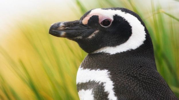 மகெலனிக் பென்குயின்