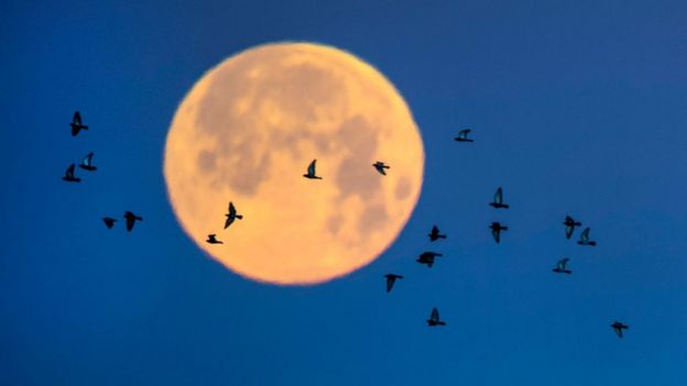 Pigeons fly just above the Huntington Beach Pier as the super snow moon sets early on 19 February 2019 in California