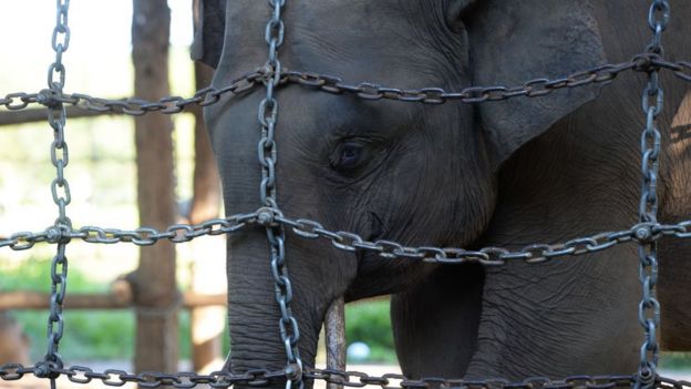 Quedan menos de 100 elefantes libres en Vietnam, y unos 80 cautivos. Foto: GETTY IMAGES