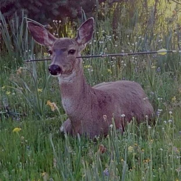 Reward offered over live Oregon deer found shot with arrows BBC News