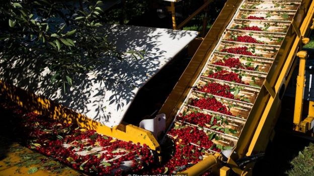máquina que transporta cerezas