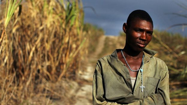 Dominican Republic is a major Caribbean producer of sugarcane