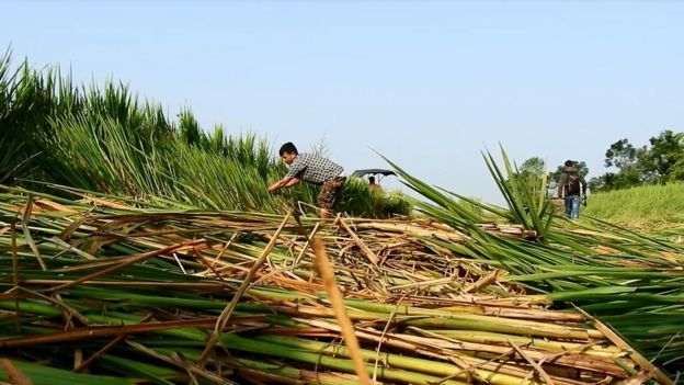 गरिमा धान