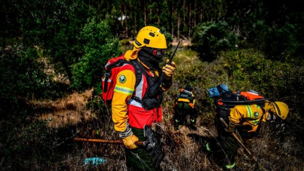 Firefighters in Portugal clear vegetation on the edge of a eucalyptus forest