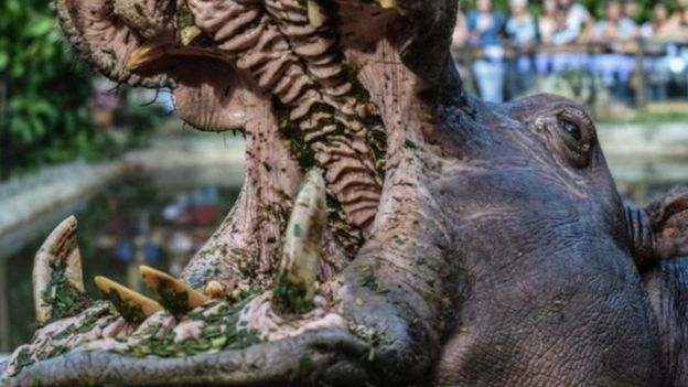 நீர்யானை தாக்குதல்