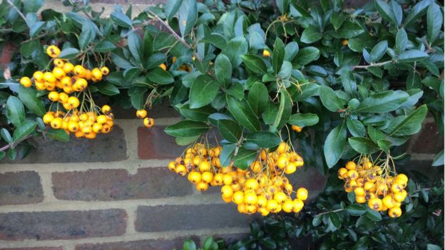 Firethorn (pyracantha)