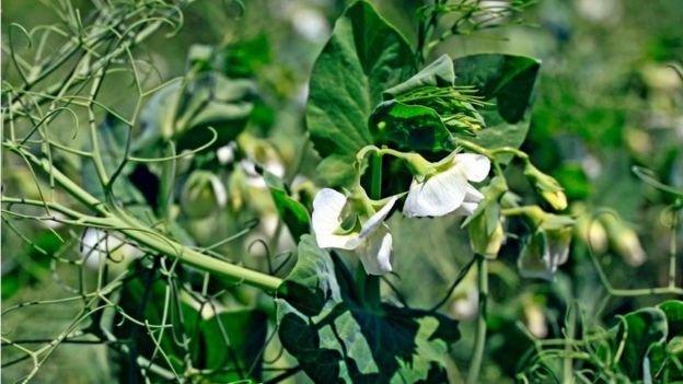 Planta de guisantes.