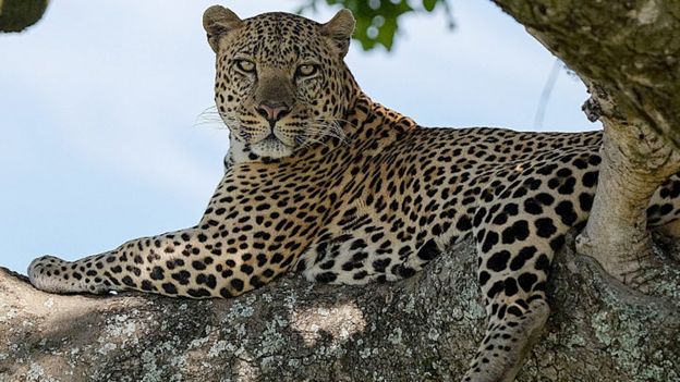 Leopard