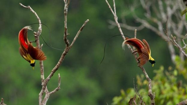 மேற்கு பப்புவாவில் மரங்களில் நடைபோடும் சிவப்பு நிற ஆண் சொர்க்கப் பறவை