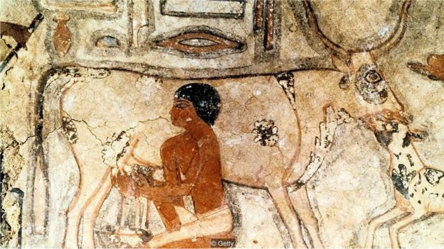 Misirdə tarixi eramızdan əvvəl 2350-ci ilə çatan Methethi-nin qəbri üzərindəki incəsənət işi, qədim bir misirlinin süd sağdığını təsvir edir